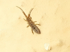 Orchesella