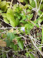 Torenia crustacea