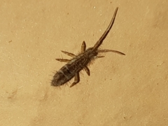 Orchesella