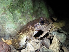 Limnonectes kuhlii