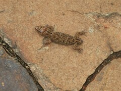Pachydactylus capensis
