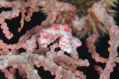 Hippocampus bargibanti