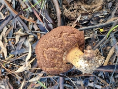 Phlebopus marginatus