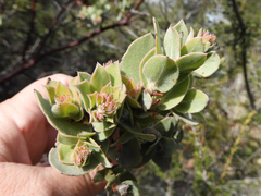 Arctostaphylos auriculata