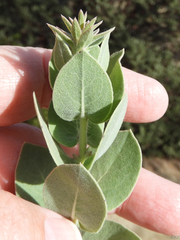 Arctostaphylos auriculata