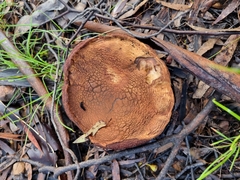 Phlebopus marginatus