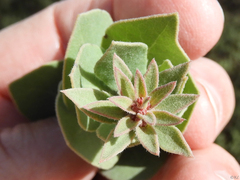 Arctostaphylos auriculata