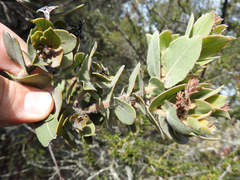Arctostaphylos auriculata