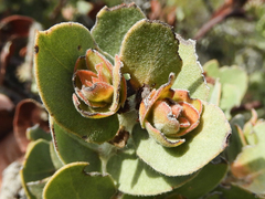Arctostaphylos auriculata