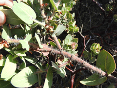 Arctostaphylos auriculata