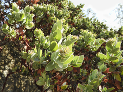 Arctostaphylos auriculata