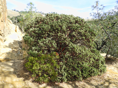 Arctostaphylos auriculata