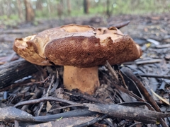 Phlebopus marginatus