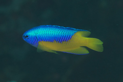 Pomacentrus auriventris