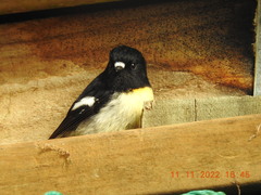 Petroica macrocephala macrocephala