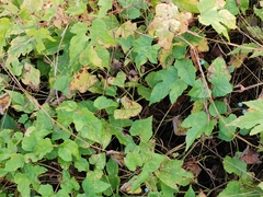 Ampelopsis glandulosa