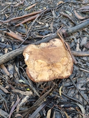 Phlebopus marginatus