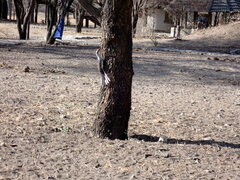 Tockus erythrorhynchus