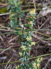 Micrantheum serpentinum