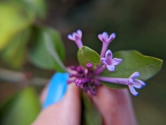 Syringa pubescens microphylla
