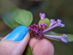 Syringa pubescens microphylla
