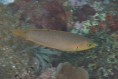 Halichoeres solorensis