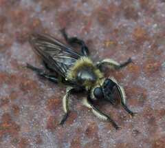 Laphria affinis