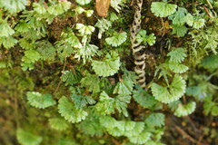 Hymenophyton flabellatum
