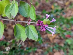 Syringa pubescens microphylla