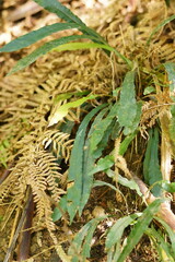 Blechnum patersonii