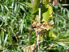 Laureliopsis philippiana