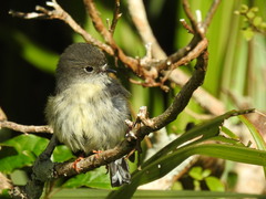 Petroica macrocephala macrocephala