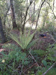 Dryopteris wallichiana