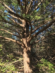 Juniperus virginiana