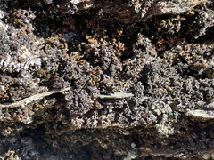 Leptochidium albociliatum