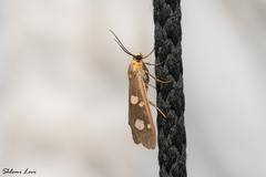 Dysauxes famula