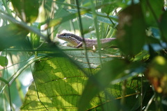 Trachylepis maculilabris