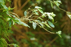 Fieldia australis