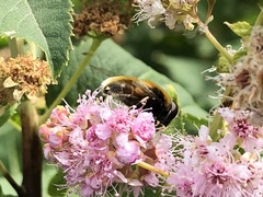Eristalis intricaria