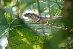 Trachylepis maculilabris
