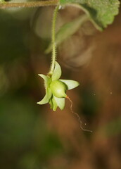 Fieldia australis