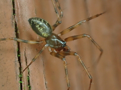 Lepthyphantes minutus