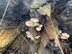 Pleurotus ostreatus