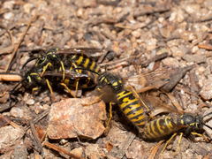 Vespula acadica