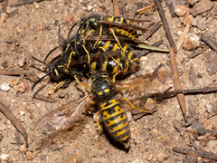 Vespula acadica