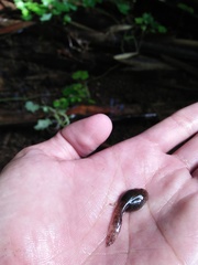 Limnonectes kuhlii