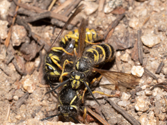 Vespula acadica