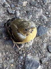 Spinus psaltria