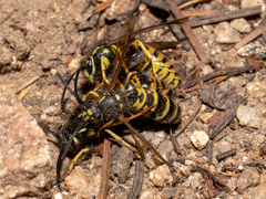 Vespula acadica