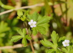 Geranium potentilloides